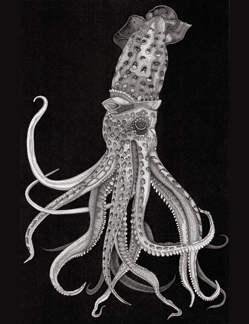Kraken