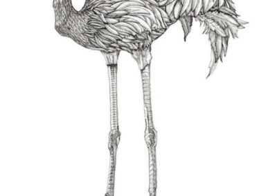 Flamingo