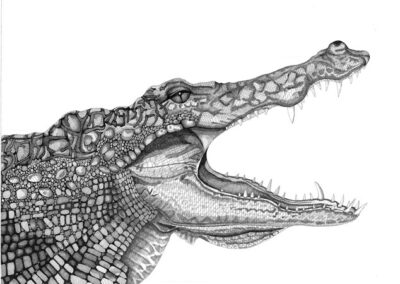 Crocodile 2015