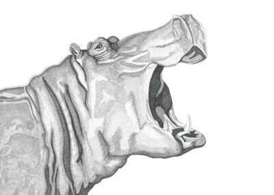 Hippopotamus