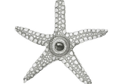 All seeing seastar 2023