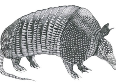 Armadillo