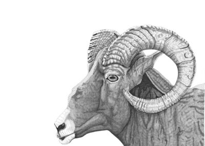 Big horned sheep