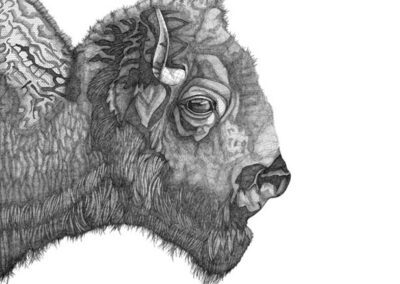 Bison