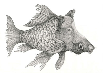 Boarfish 2021
