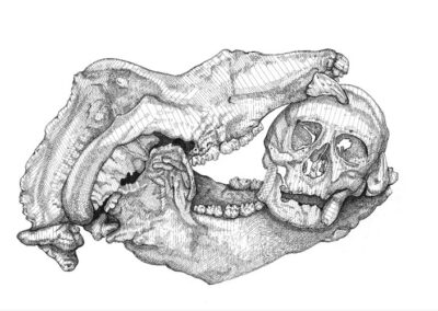 Cave bear and human skull 2024