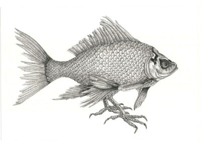 Chicken of the sea 2022