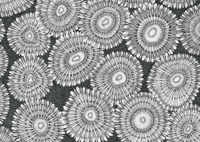 Coral polps 2015
