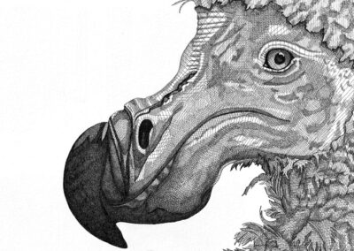 Dodo