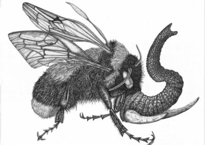 Elephant bee 2022