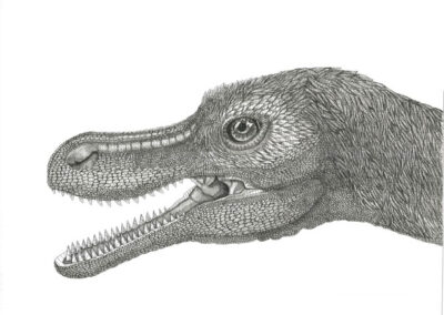 Velociraptor