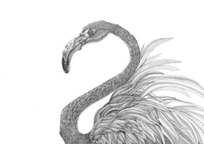 Flamingo 2016