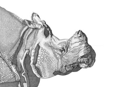 Great indian rhinoceros