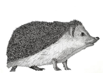Hedgehog