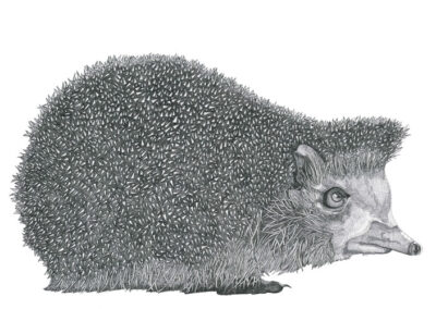 Hedgehog