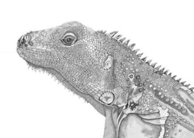 Iguana 2016