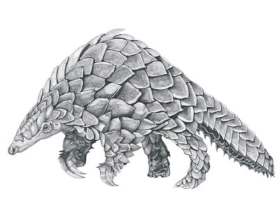 Pangolin