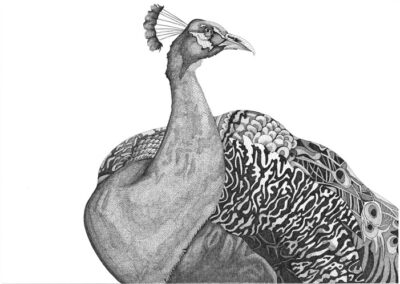 Peacock 2017