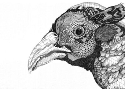 Pheasant