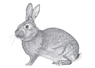 Rabbit