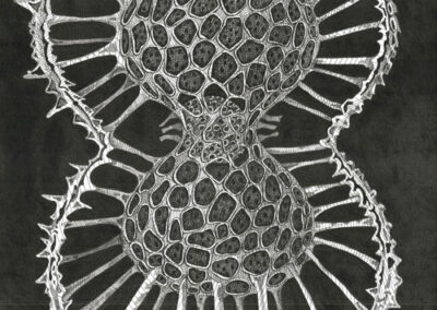 Radiolaria 2019