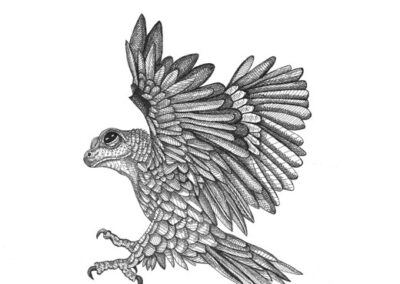 Rana raptor 2023