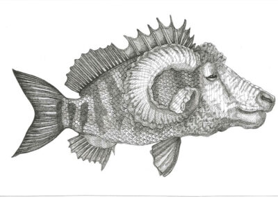 Sheephead fish 2022