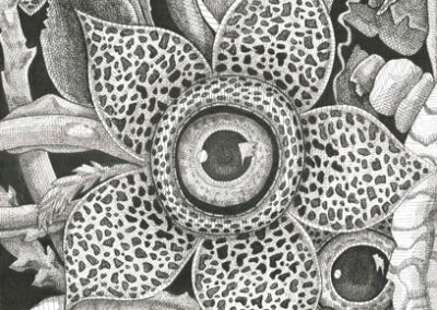 Spying corpse flower 2023