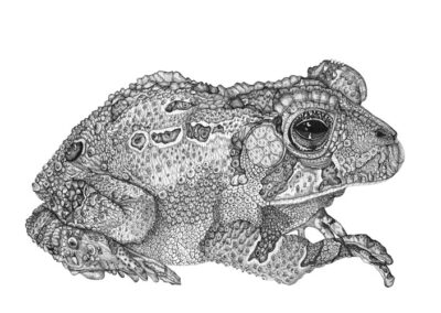 Toad