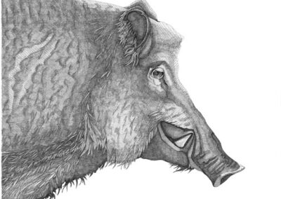 Wild boar