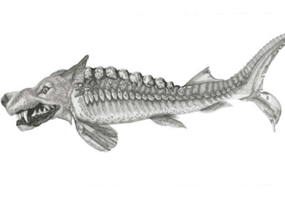 Wolf fish 2022