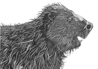 Beaver 2016