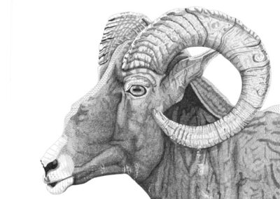 Big horned Sheep 2015