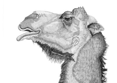 Camel 2017