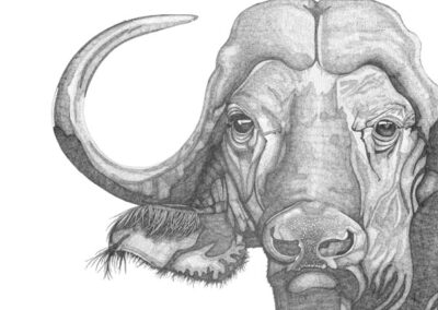 Cape Buffalo 2017