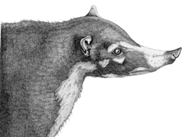 Coati 2016