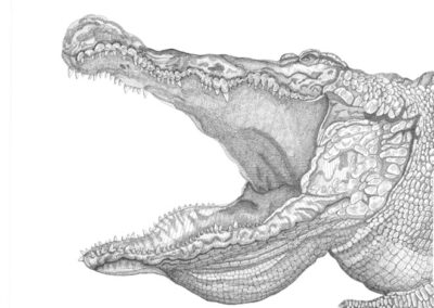 Crocodile 2010