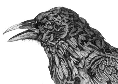 Crow 2016