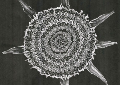 Diatom