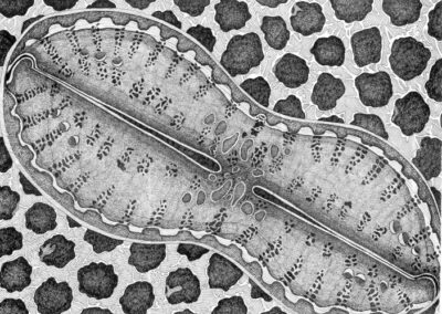 Diatom