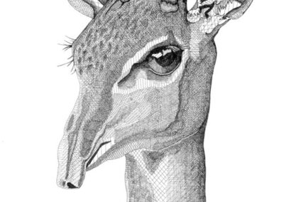 Dik dik 2016