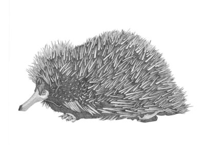 Echidna 2017