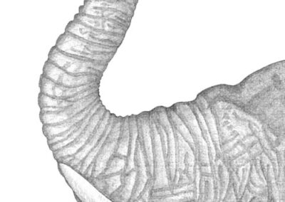 Elephant trunk 2017