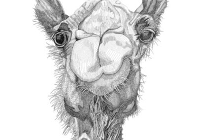 Funny Camel 2017