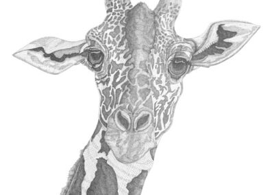 Giraffe 2017