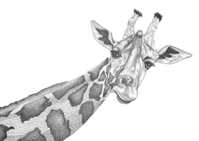 Giraffe 2017