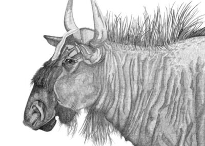 Gnu 2017