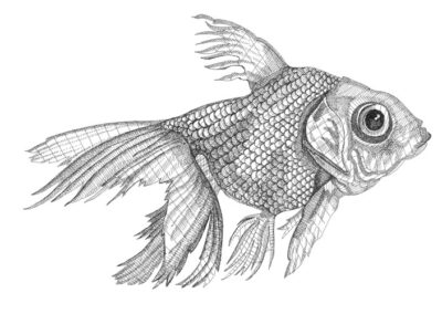 Gold fish 2015