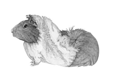 Guinea pig 2016
