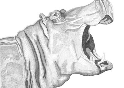 Hippopotamus 2015